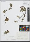 Foto von Salix alpina Scop. x Salix retusa L.